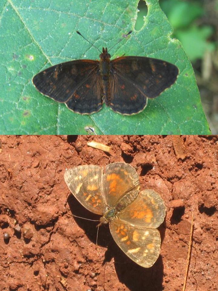 FIGURE 3f FIGURE 3f